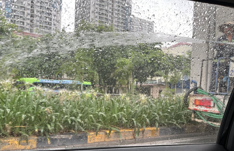 Hà Nội: Tưới cây giữa cơn mưa tầm tã -0