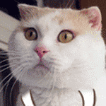 rYh9Hx8.gif