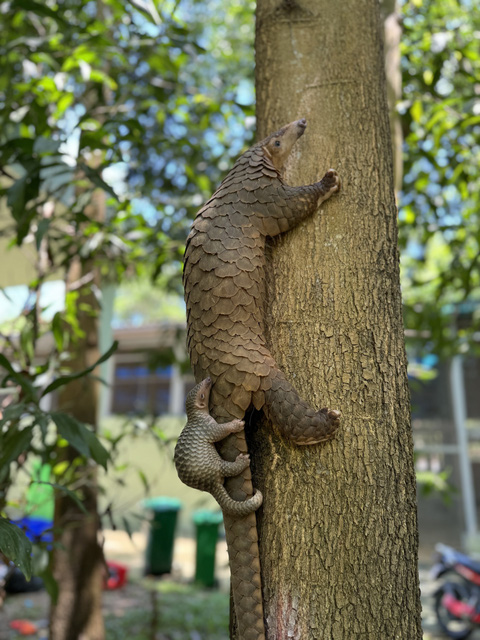 Tê tê con bám lưng mẹ trong vườn thú ở Quảng Nam - Ảnh: B.C.