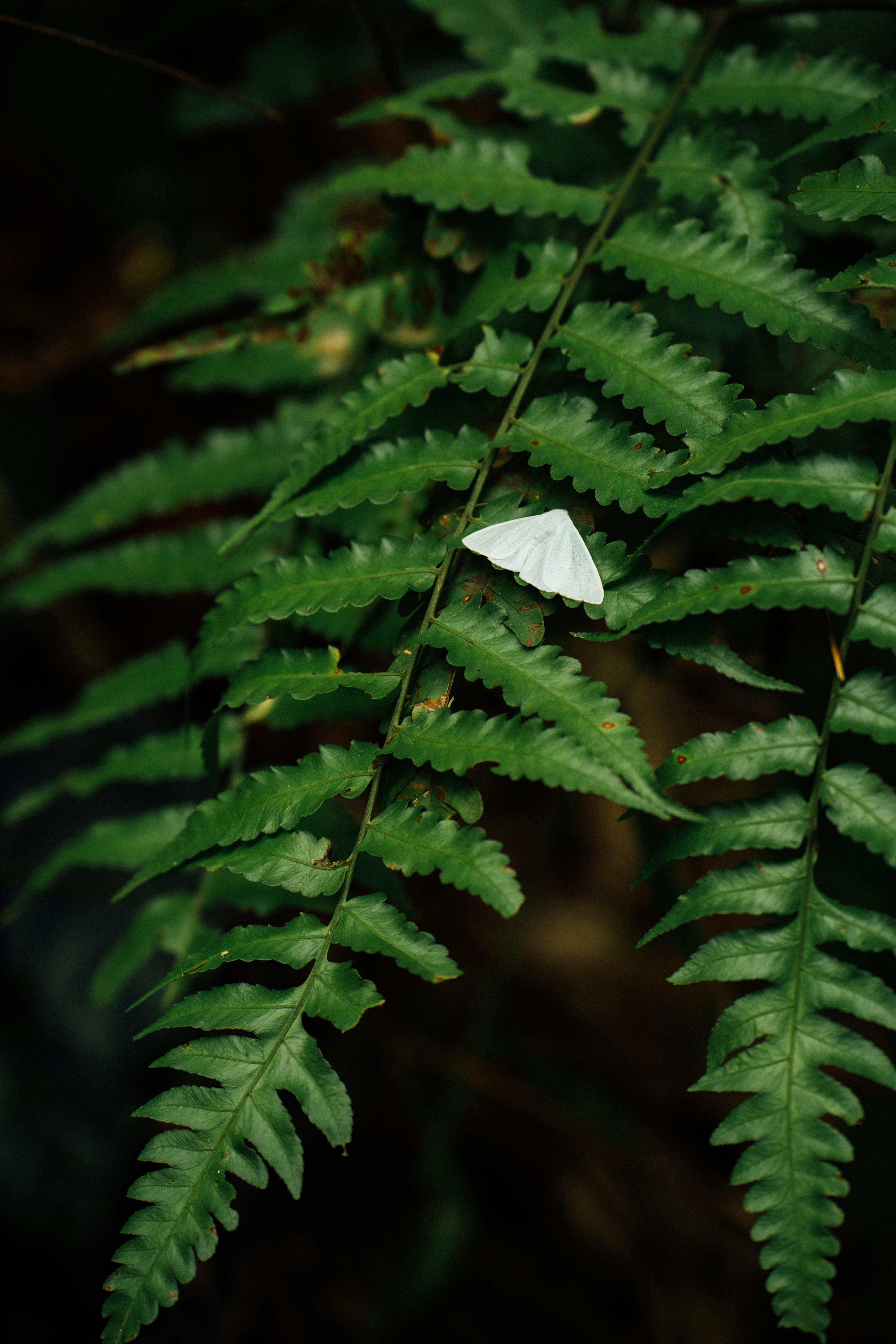 free-photo-of-a-white-paper-airplane-is-sitting-on-a-fern-leaf.jpeg