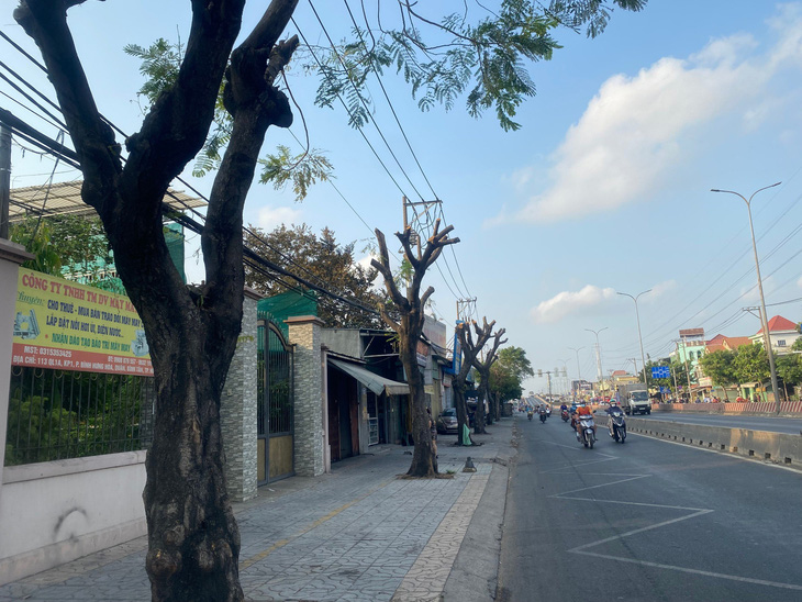 Hàng cây xanh trên quốc lộ 1 (đoạn thuộc khu phố 1, phường Bình Hưng Hòa, quận Bình Tân, TP.HCM) bị cắt trụi nhánh - Ảnh: HỒNG ĐIỆP
