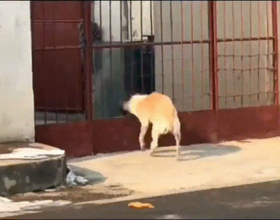65988821637c54896b8ae0d1c207a710.gif