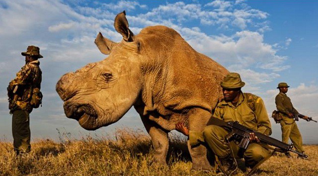 poaching-15216240180581407705330.jpg