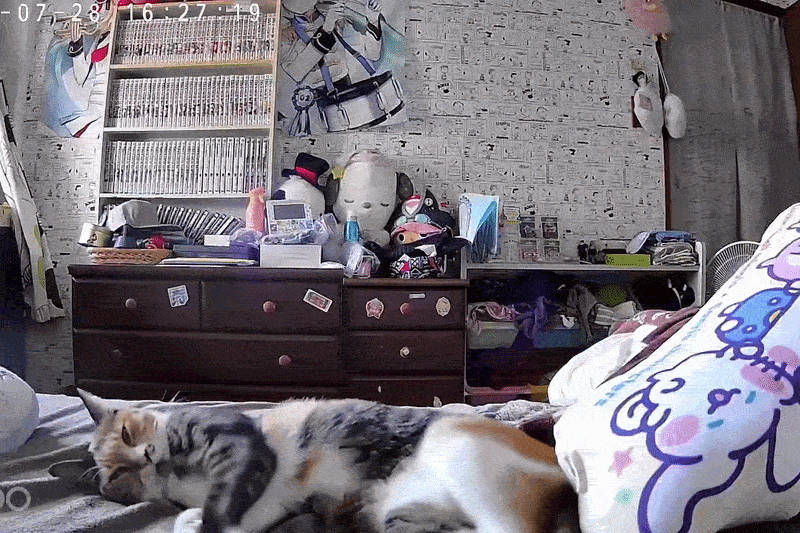 meoNhatBan_ezgif.com_speed.gif