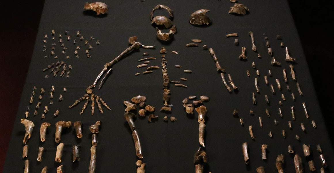 homo-naledi-fossils-laid-out-1160x600.jpg.thumb.1160.1160.jpg