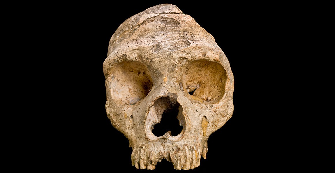 gibraltar1-neanderthal-skull-front-on-black-hero.jpg.thumb.1160.1160.jpg