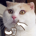FC0oMSD.gif