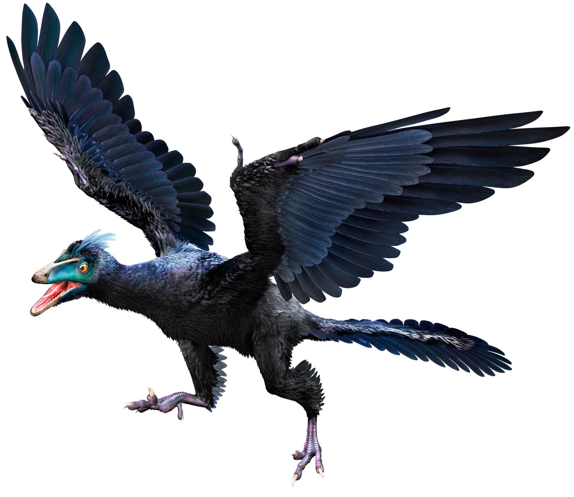 Archaeopteryx_hmie72.png