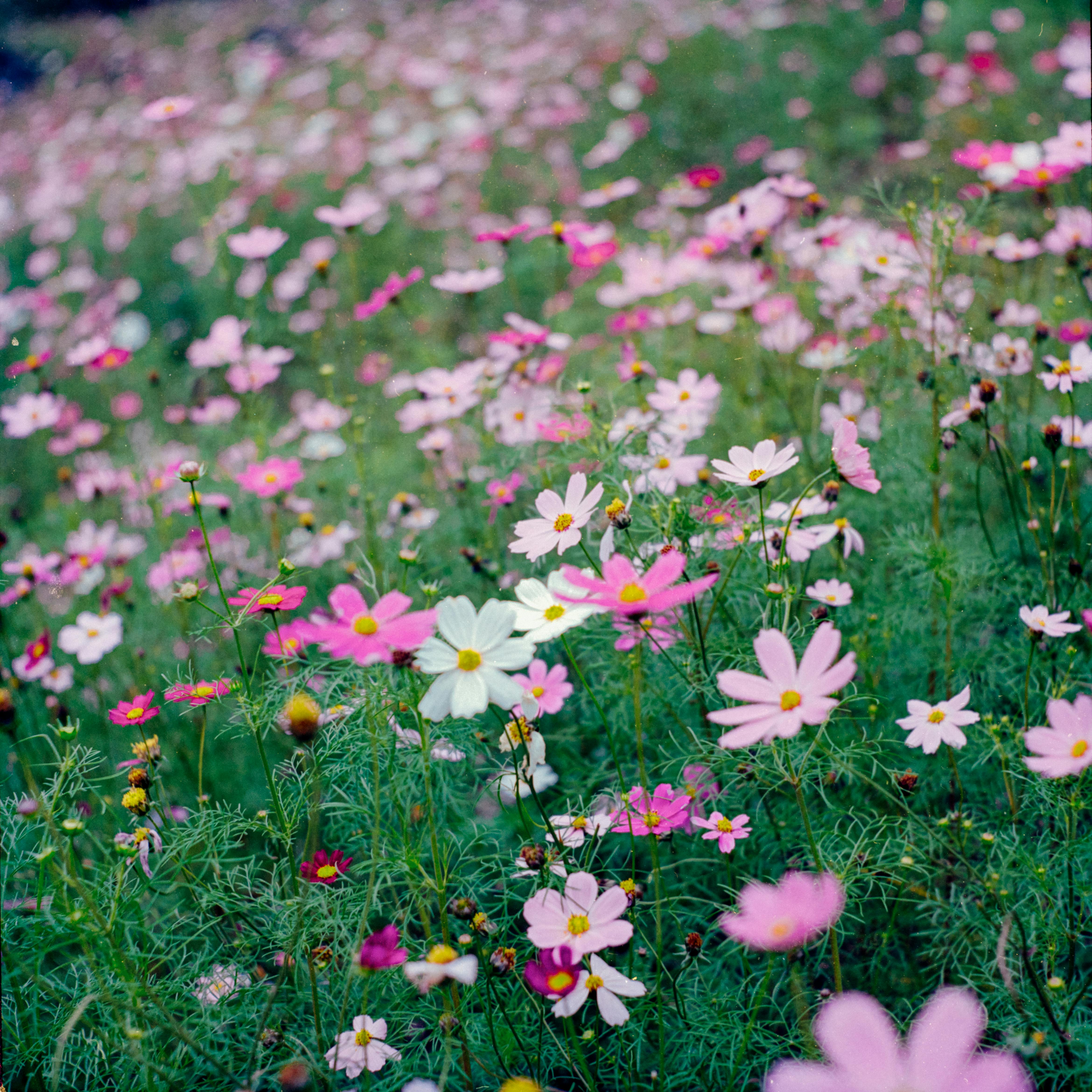 free-photo-of-pink-flowers-on-hayfield.jpeg