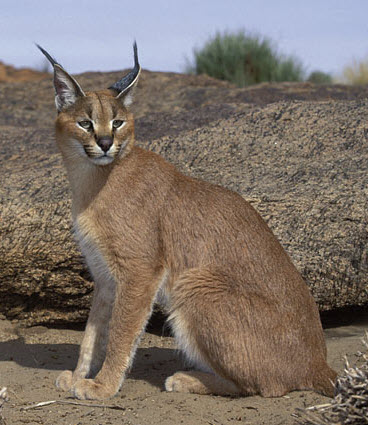 caracal-is-a-small-wild-cat.jpg