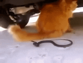 T5UgG5p.gif