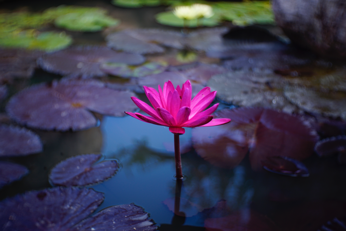 2021f855315f-5427-4740-b367-3d22e255b117.png
