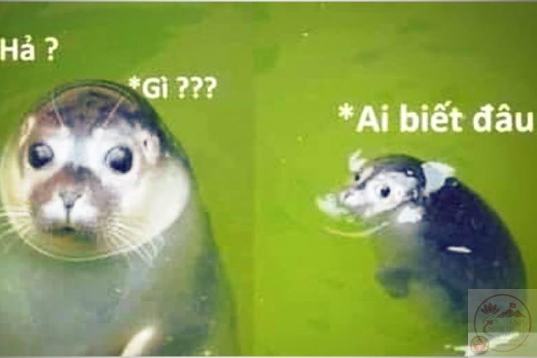 da-lam-gi-dau-meme.jpg