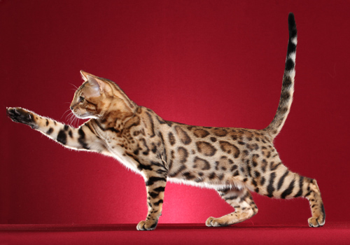 Bengal-Full-Body.jpg