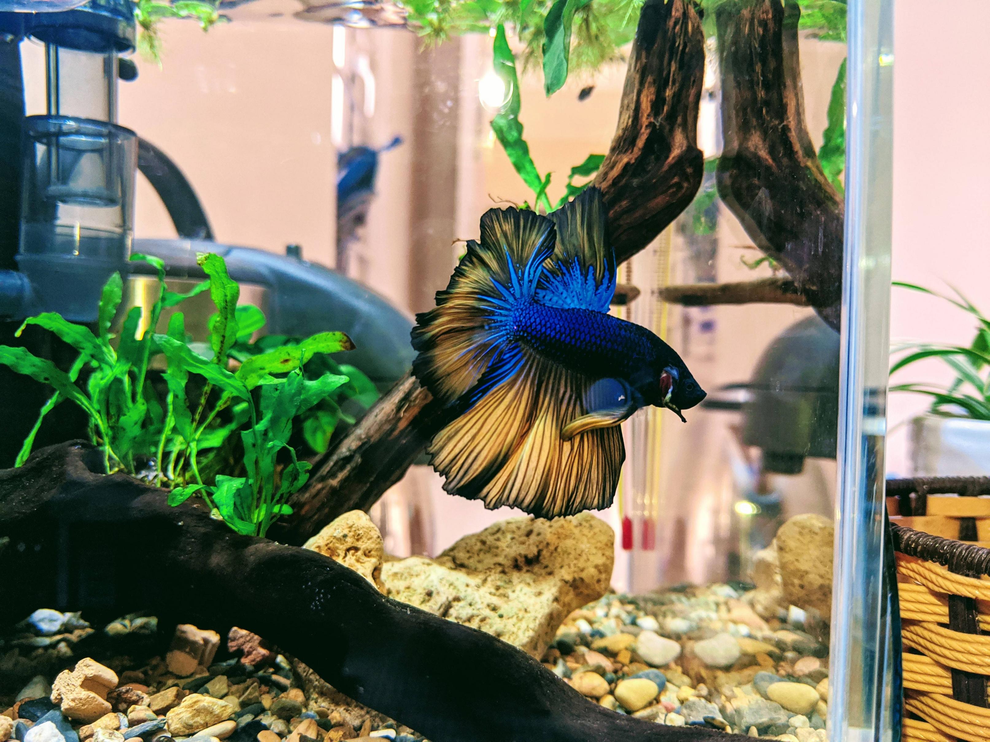ihv0YA6.jpg