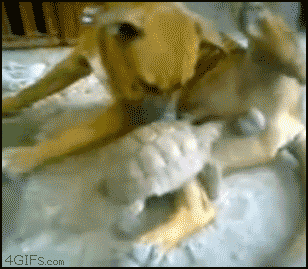 dog-vs-turtle-gif.7295