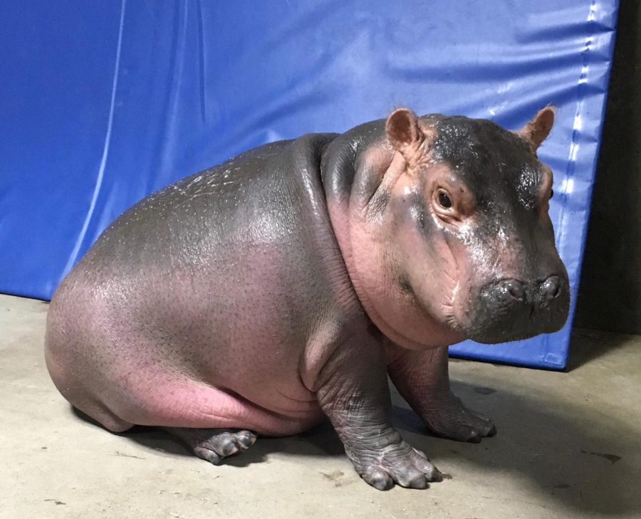 fiona-e1495991711127.jpg
