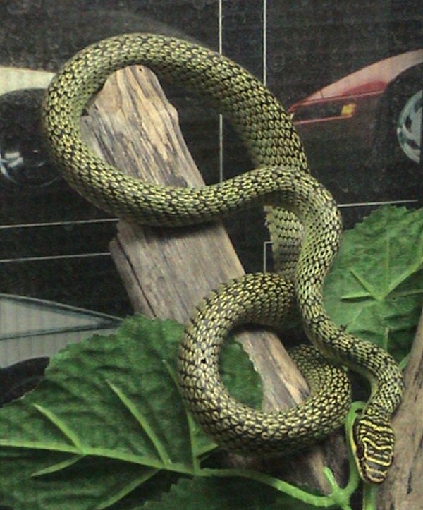 Chrysopelea_ornata.jpg