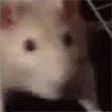 D7EmgT5.gif