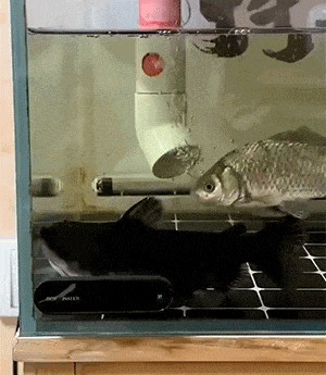 d620b9df52423183f99c6c278e9577f0.gif