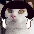 gZcgVVO.gif