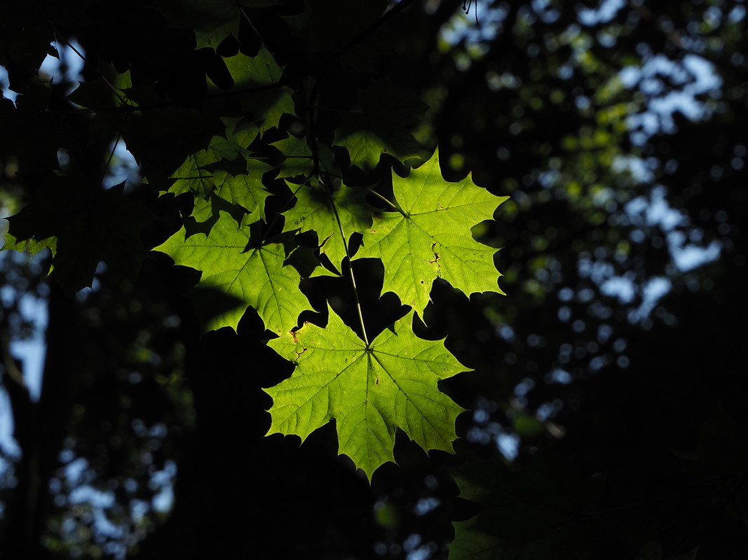 green-leaves.jpg
