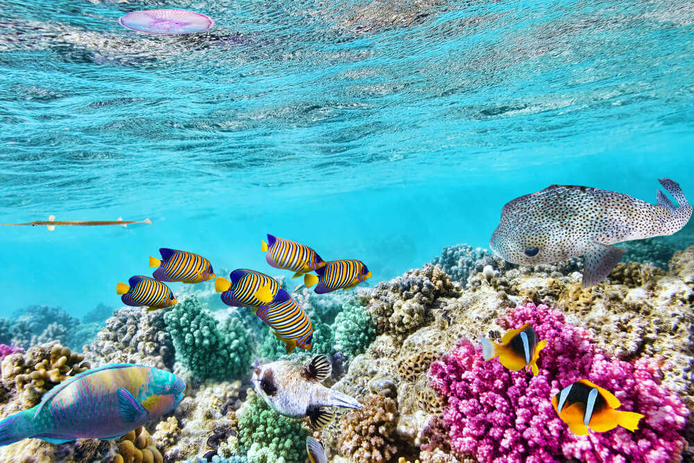 Thế giới dưới nước tuyệt đẹp và tuyệt đẹp với san hô và cá nhiệt đới tại Great Barrier Reef của Úc
