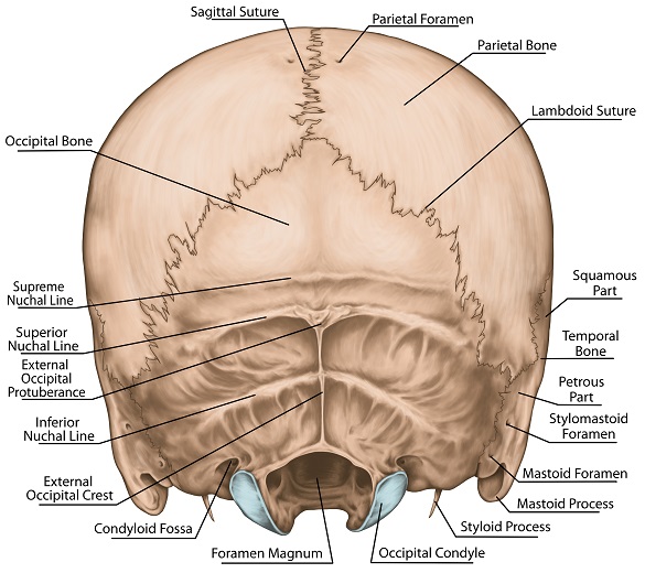 labeledoccipitalbone.jpg