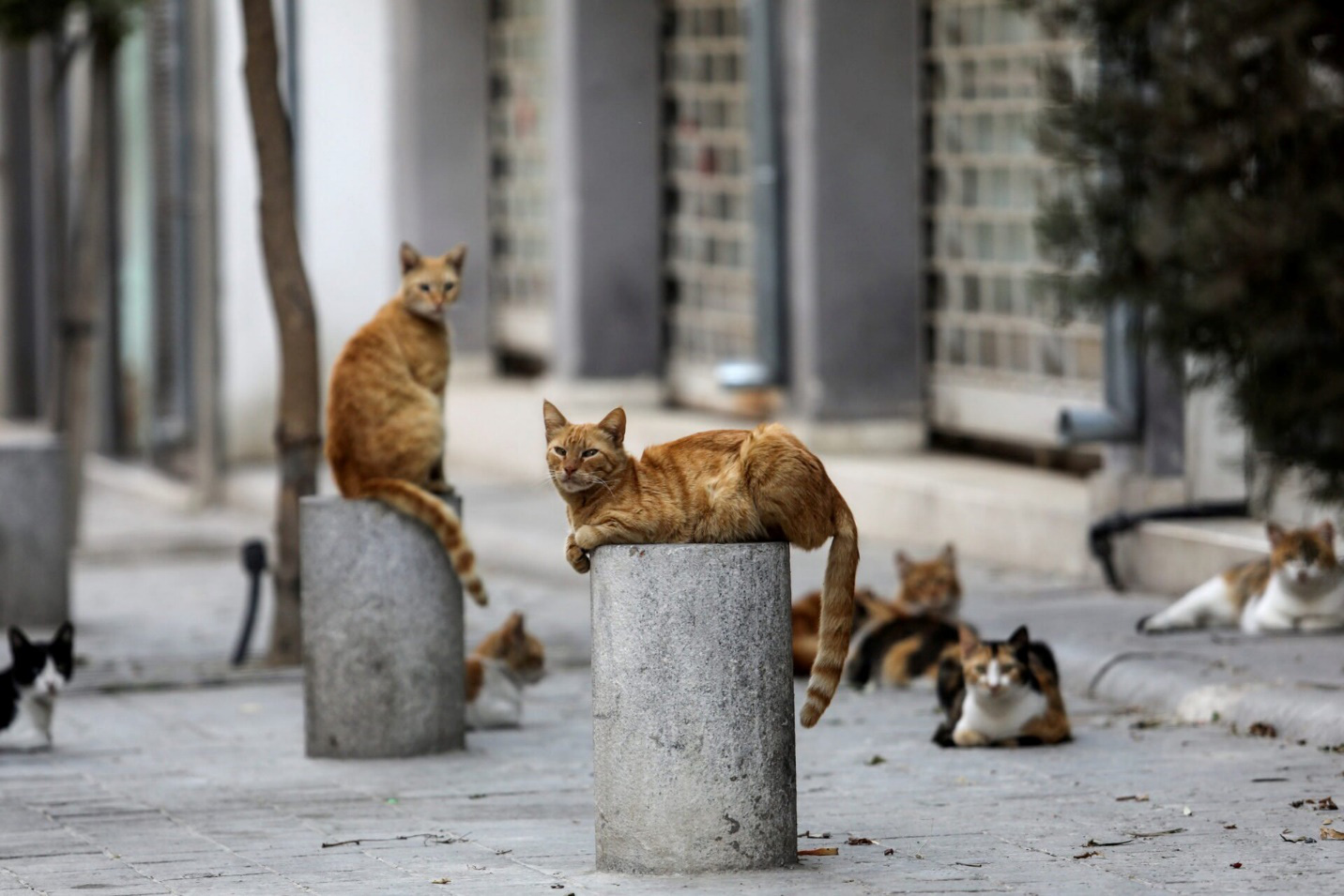 Những chú mèo hoang được nhìn thấy ở thành phố cổ Nicosia, Cyprus.Ảnh: reuters.com