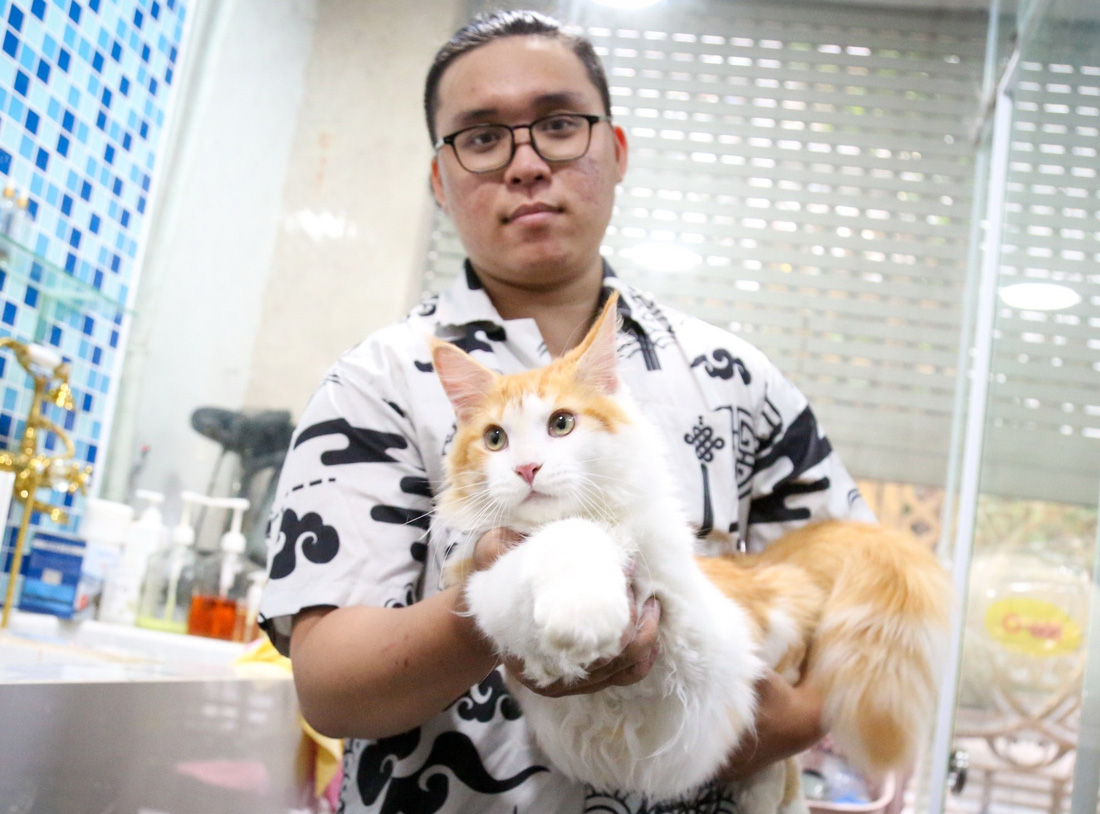 Anh Nguyễn Hữu Tuấn đang chăm sóc chú mèo đã chinh chiến các cuộc thi và “ẵm” nhiều giải - Ảnh: PHƯƠNG QUYÊN