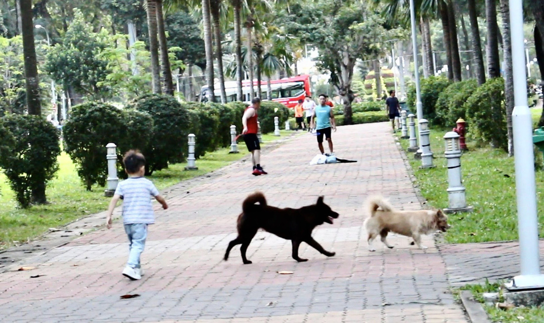 Những con chó có kích thước lớn thả rông tại công viên Gia Định (quận Gò Vấp) có thể là mối nguy hiểm tiềm ẩn với trẻ nhỏ - Ảnh: NGỌC NHI