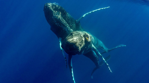 skynews-humpback-whales-whales6474302-1709363555071454651624.jpg