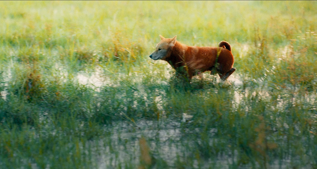 Phim Cậu Vàng công bố hình ảnh đầu tiên của lão Hạc và chú chó - Ảnh 6.