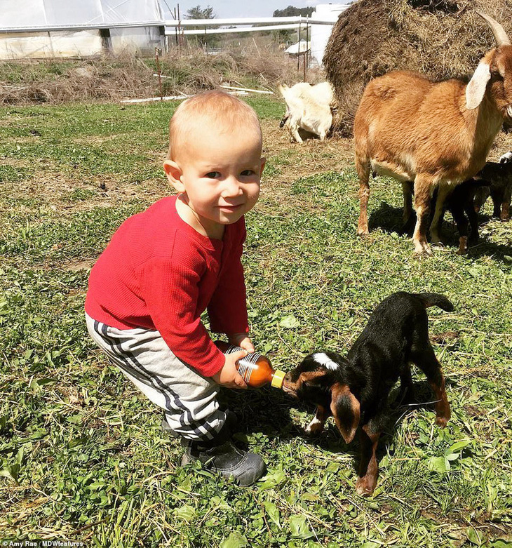 Bé Ewan đang chơi đùa cùng chú dê nhỏ trong trang trại của gia đình Amy - Ảnh: Daily Mail