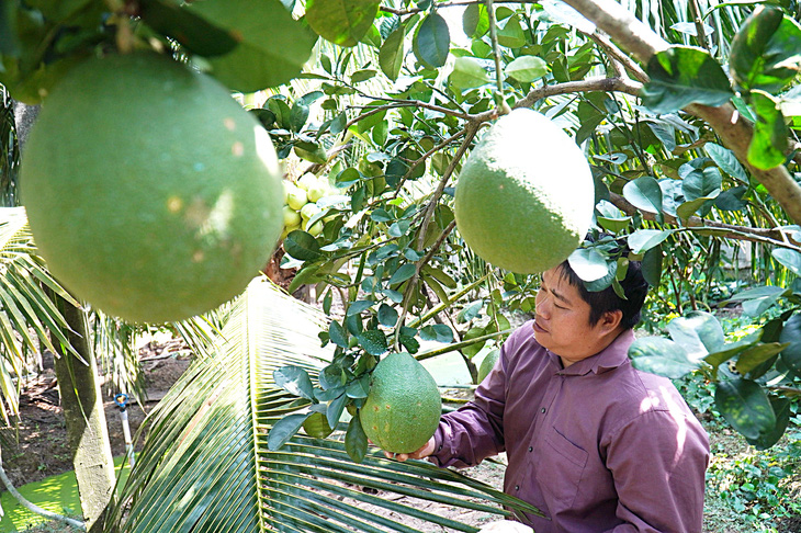 Do giá bưởi da xanh ở mức thấp một thời gian dài, nhiều nhà vườn Bến Tre cho biết sẽ chặt bưởi để trồng dừa - Ảnh: M.TRƯỜNG