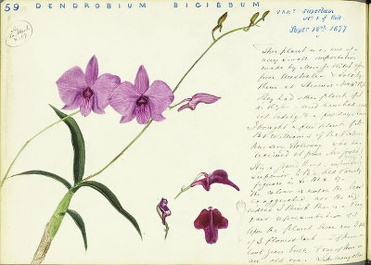 Minh họa một loài lan từ năm 1877