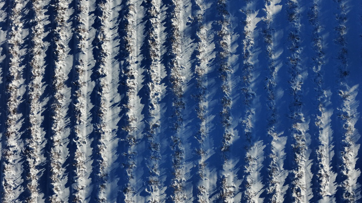 Tuyết phủ trắng cánh đồng khi cơn bão mùa đông quét qua Dracut, Massachusetts hôm 8-1 - Ảnh: REUTERS