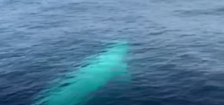 Con cá voi trắng do du khách quay lại nghi là cá voi Omura quý hiếm - Ảnh cắt từ video