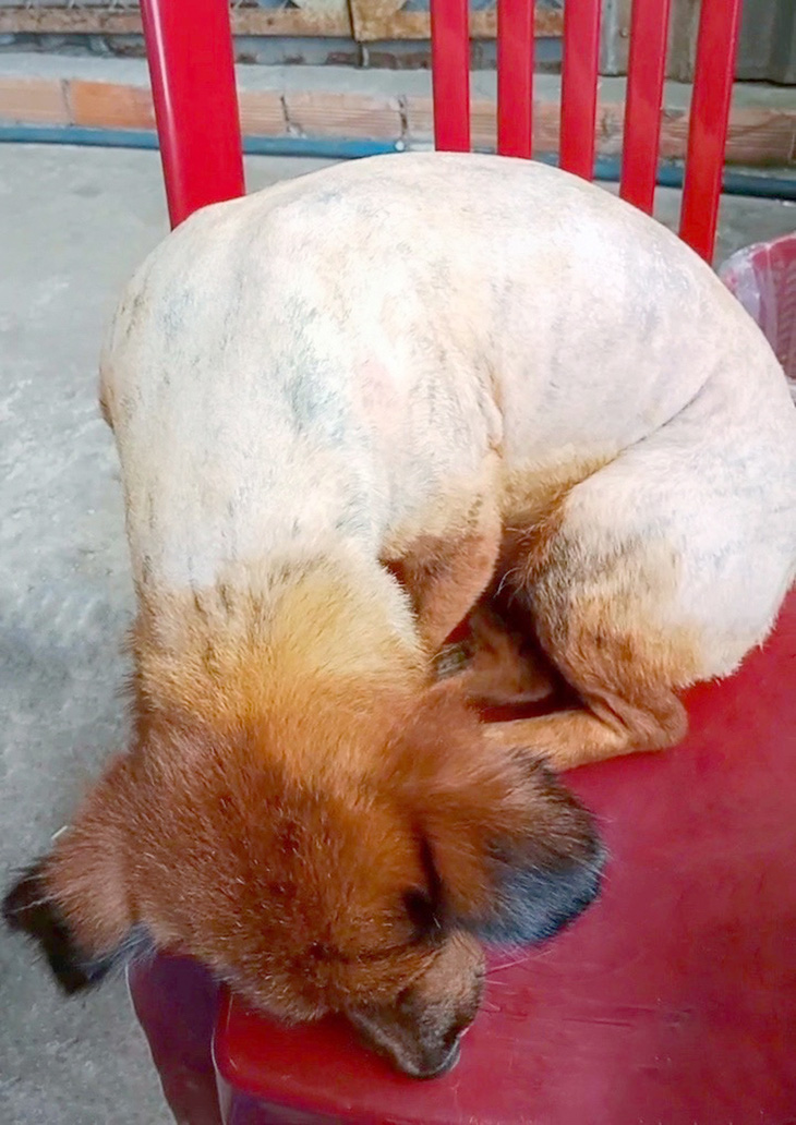 Cô chó lúc mới được cứu với bộ lông bị cạo gần hết và da phỏng rộp - Ảnh: NVCC
