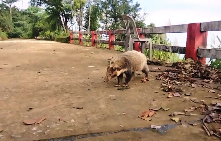 Loài lửng lợn quý hiếm mới đây được bắt gặp trở lại ở rừng Bạch Mã - Ảnh: VŨ LINH