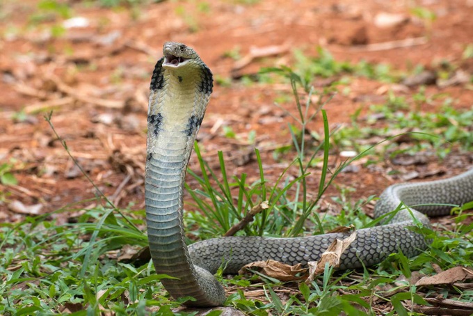 Cậu bé 8 tuổi cắn chết rắn hổ mang ở Ấn Độ - 1