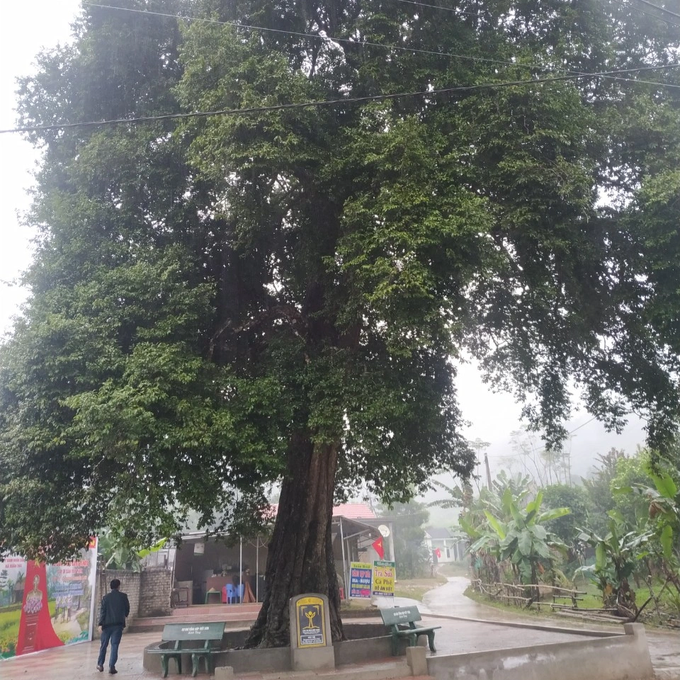 Cụ thị hơn 300 năm tuổi được công nhận cây di sản Việt Nam - 1
