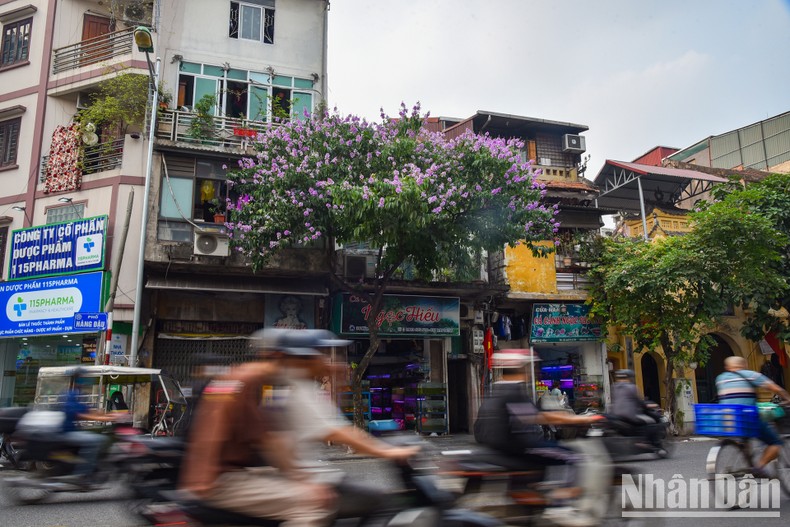 [Ảnh] Hoa bằng lăng bung nở rực rỡ trên đường phố Hà Nội ảnh 11