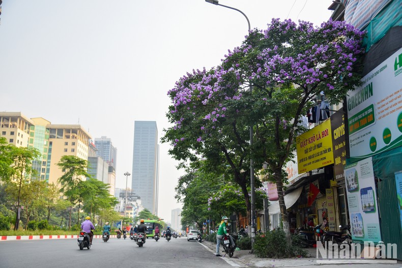 [Ảnh] Hoa bằng lăng bung nở rực rỡ trên đường phố Hà Nội ảnh 8