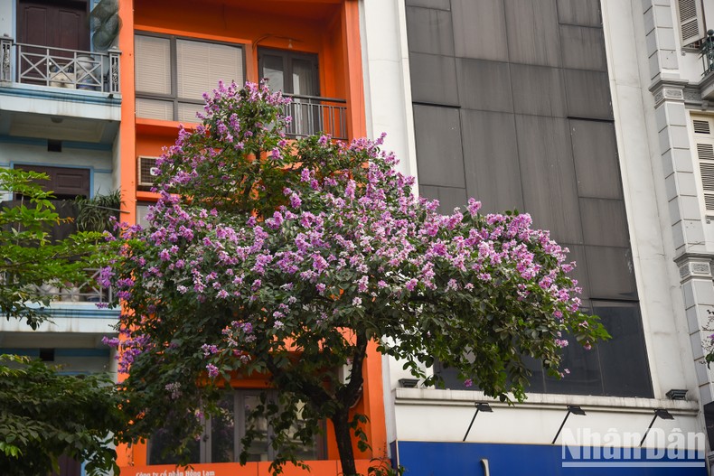 [Ảnh] Hoa bằng lăng bung nở rực rỡ trên đường phố Hà Nội ảnh 9