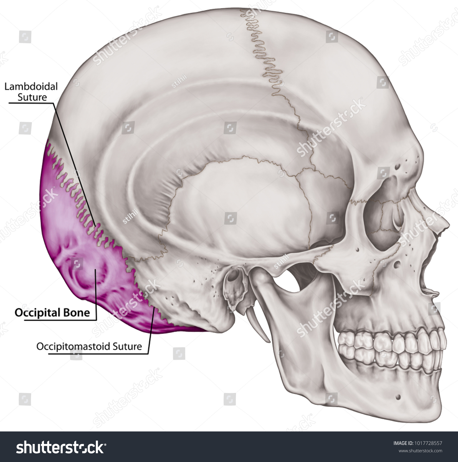 stock-photo-the-occipital-bone-of-the-cranium-the-bones-of-the-head-skull-the-individual-bones-and-their-1017728557.jpg