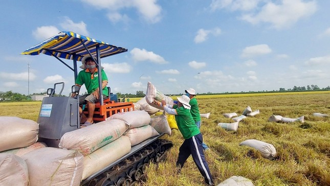Thấy gì từ việc giá gạo Việt xuất khẩu liên tục giảm mạnh? ảnh 1