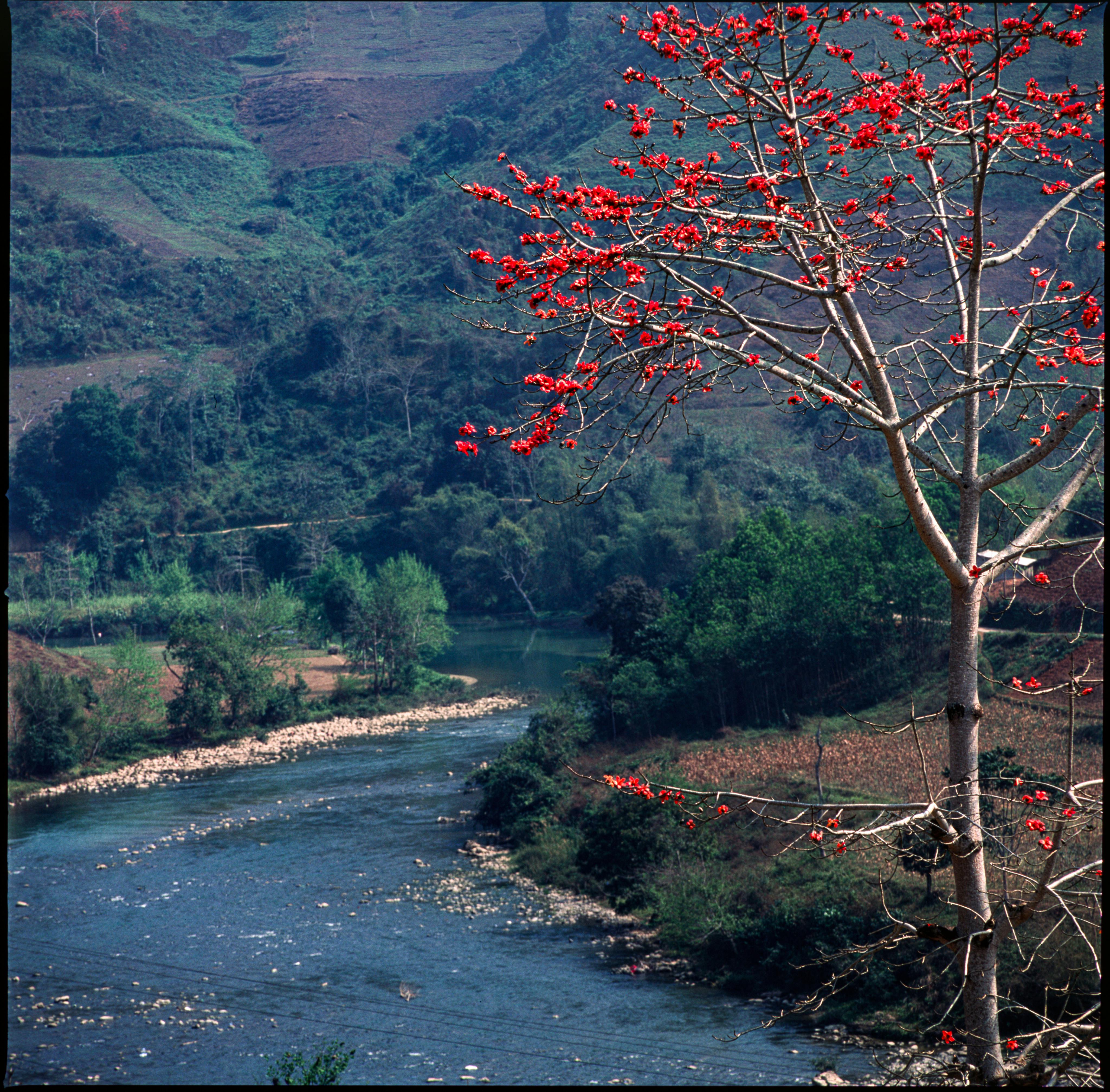free-photo-of-a-tree-with-red-flowers-growing-on-it-next-to-a-river.jpeg