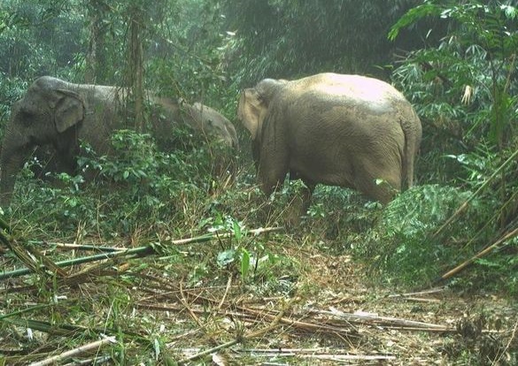 Phát hiện 2 con voi rừng sống khỏe mạnh ở Vườn quốc gia Vũ Quang - Ảnh 2.