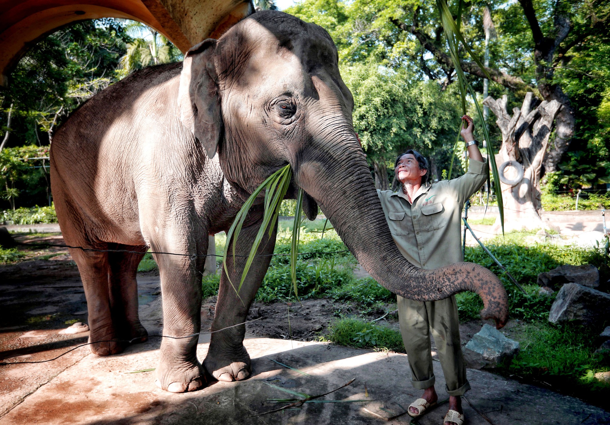 Đàn voi Thảo Cầm Viên Sài Gòn được đặt tên, chăm sóc theo quy tắc đặc biệt - Ảnh 1.